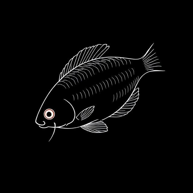 Liquorice Gourami