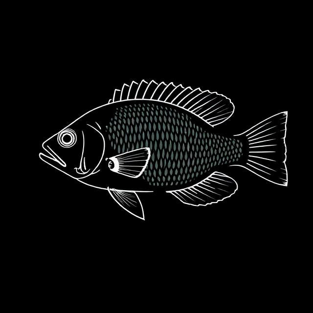 Bolivian Ram