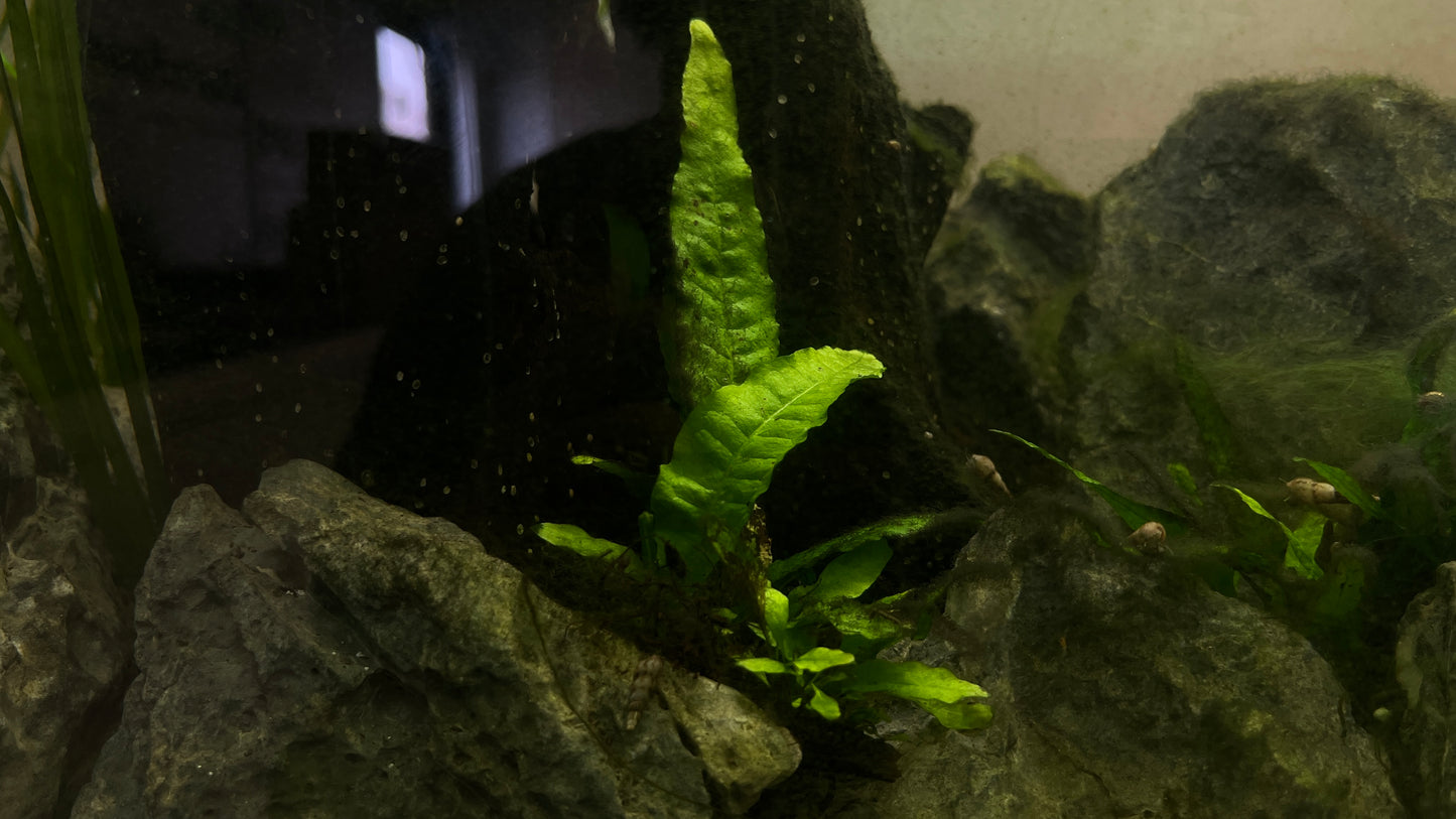 Trident Java Fern
