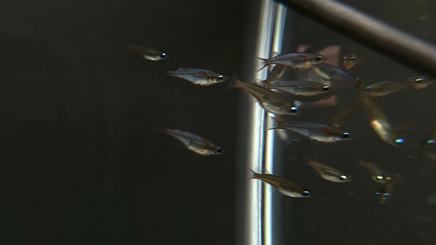 Daisy Ricefish