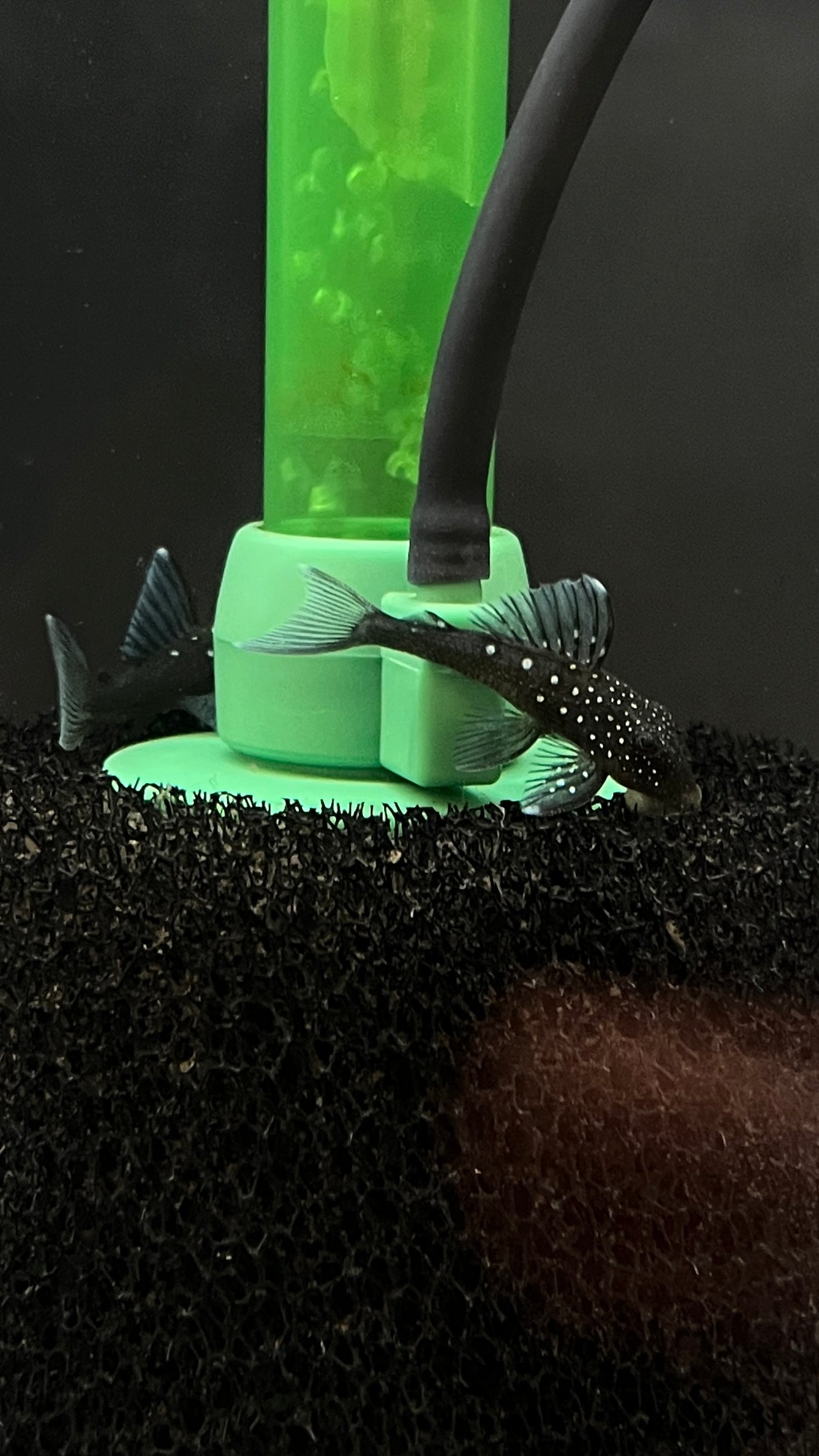 L128 Blue Phantom Pleco
