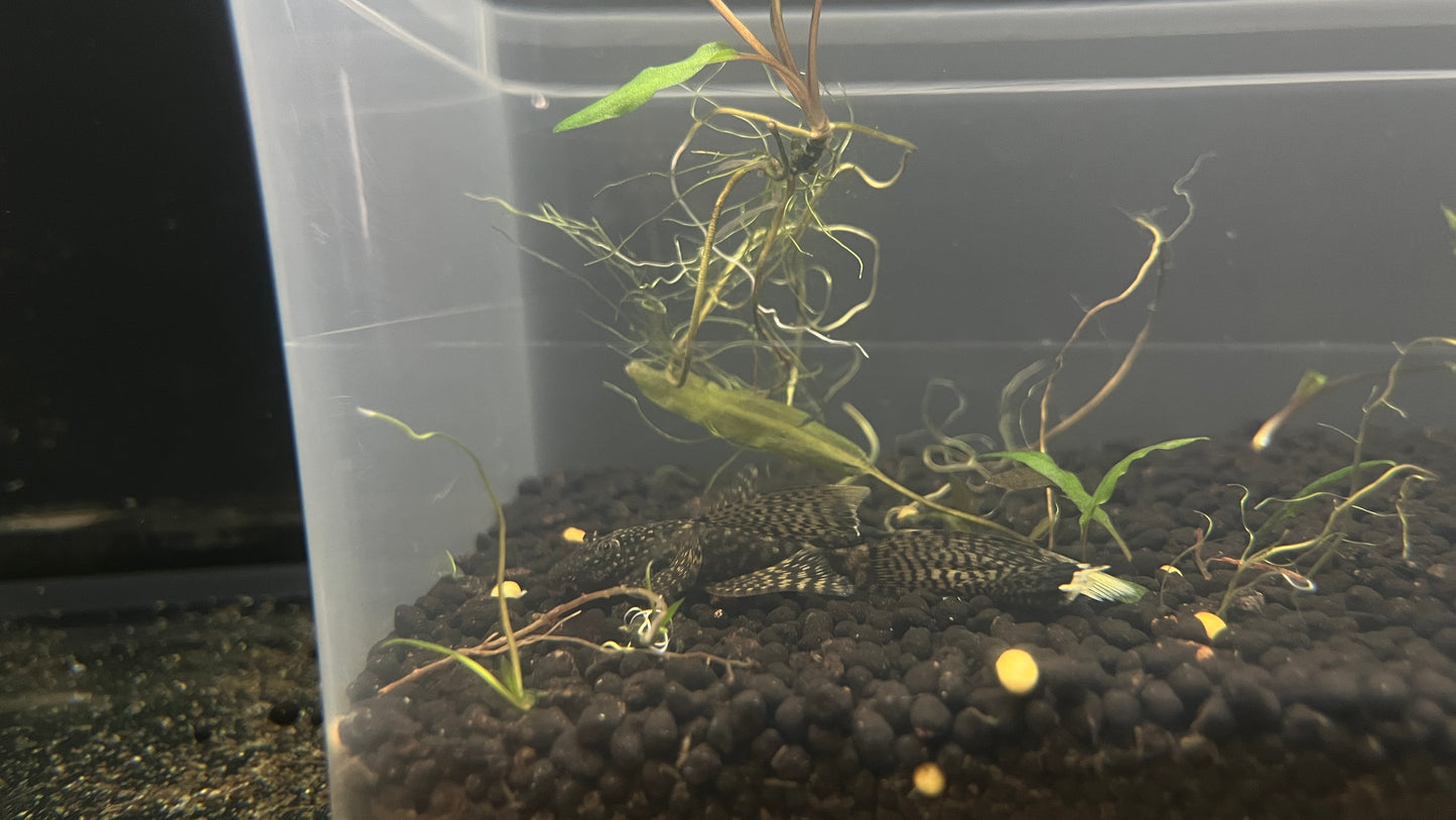 Bristle nose pleco "longfin"
