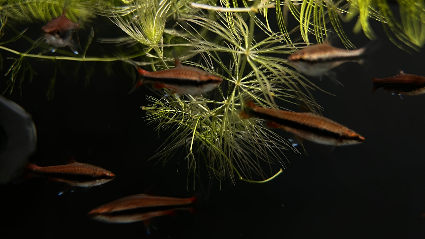 Red Beckford's Pencilfish