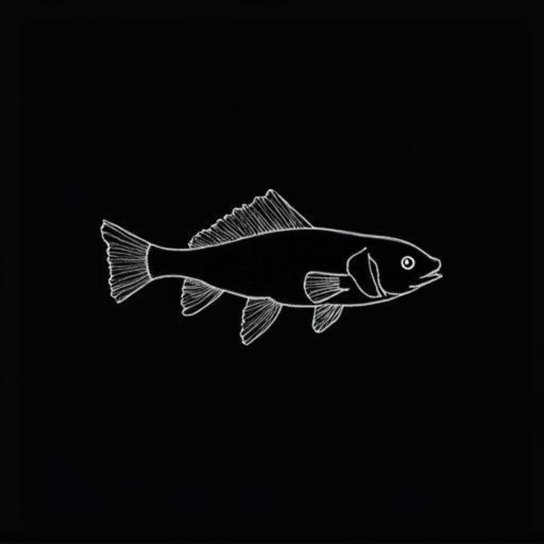 Clown Kilifish