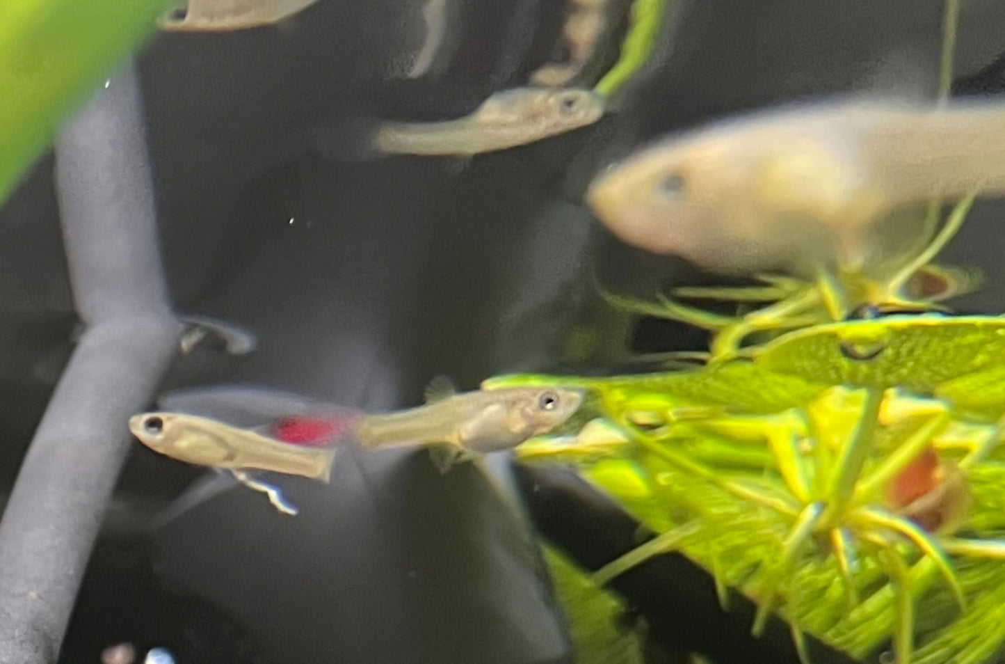 Female Endler (Assorted)