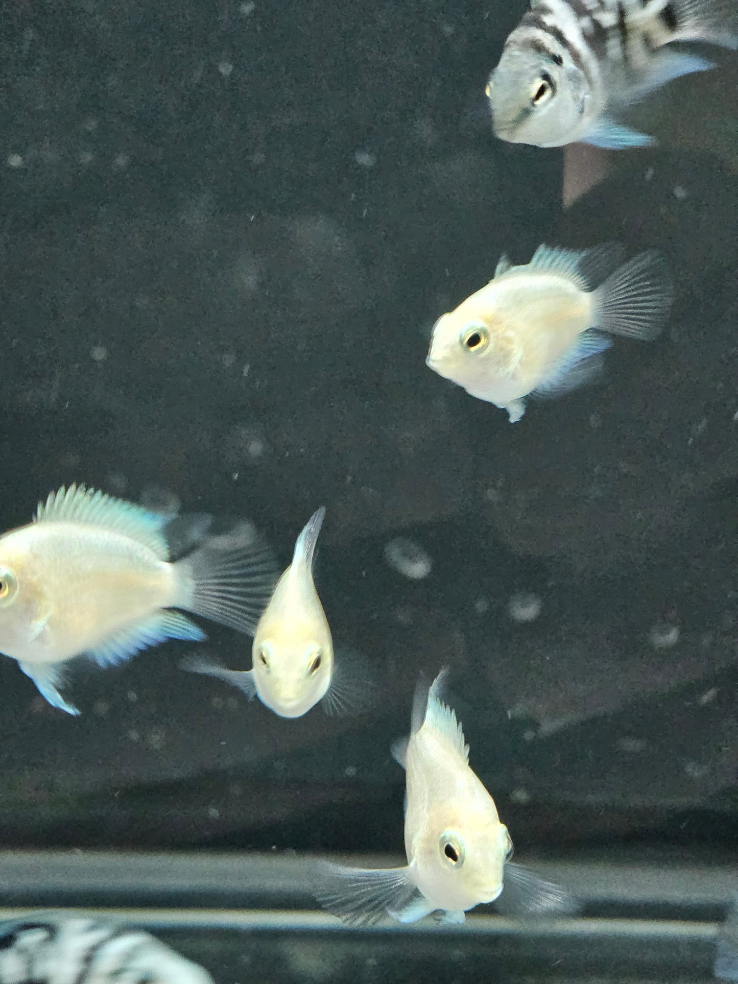 Platinum Parrot Cichlid