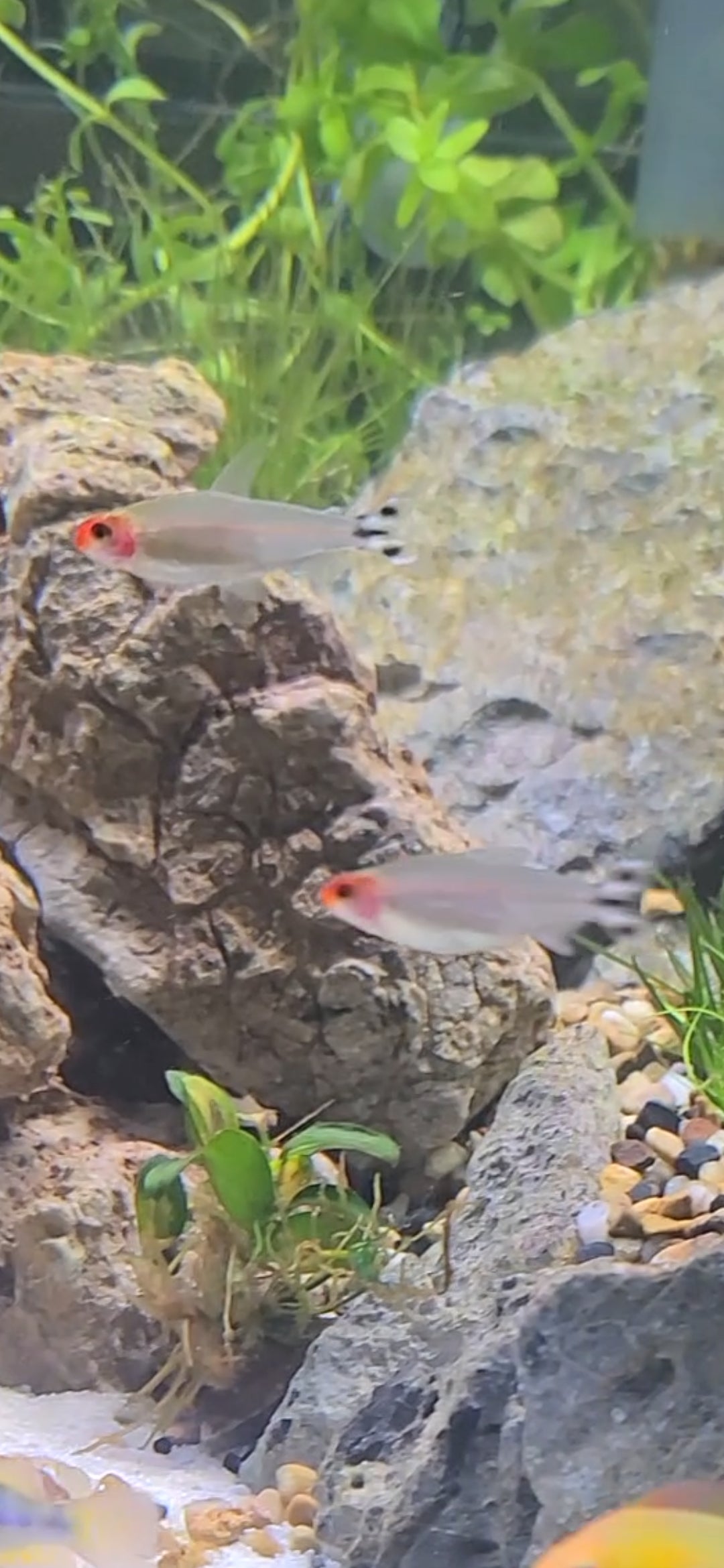 Rummy Nose Tetra