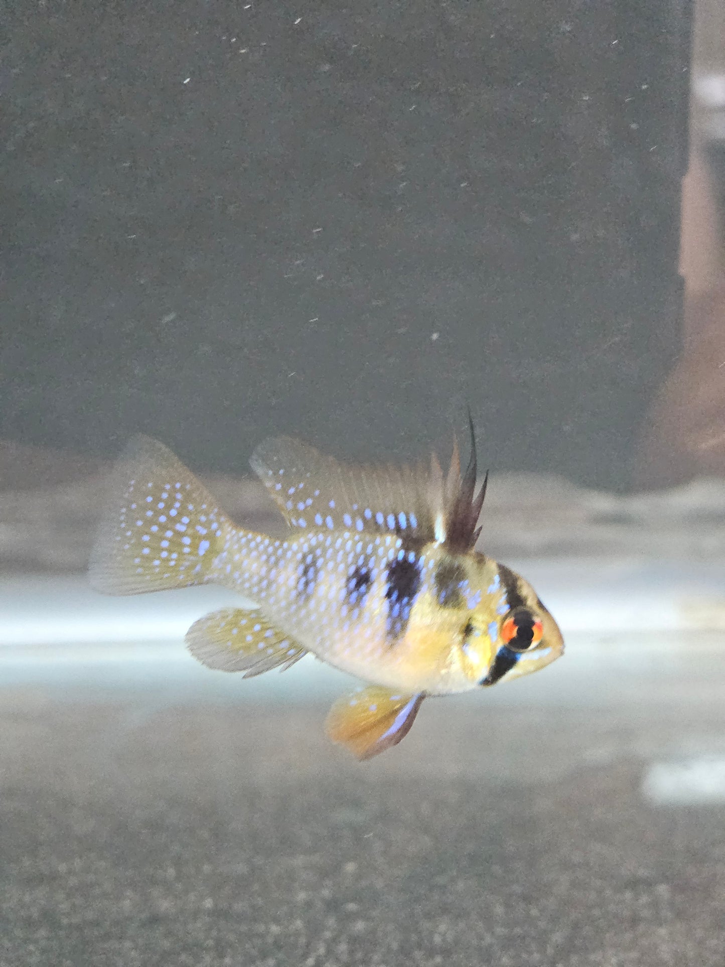 German Blue Ram