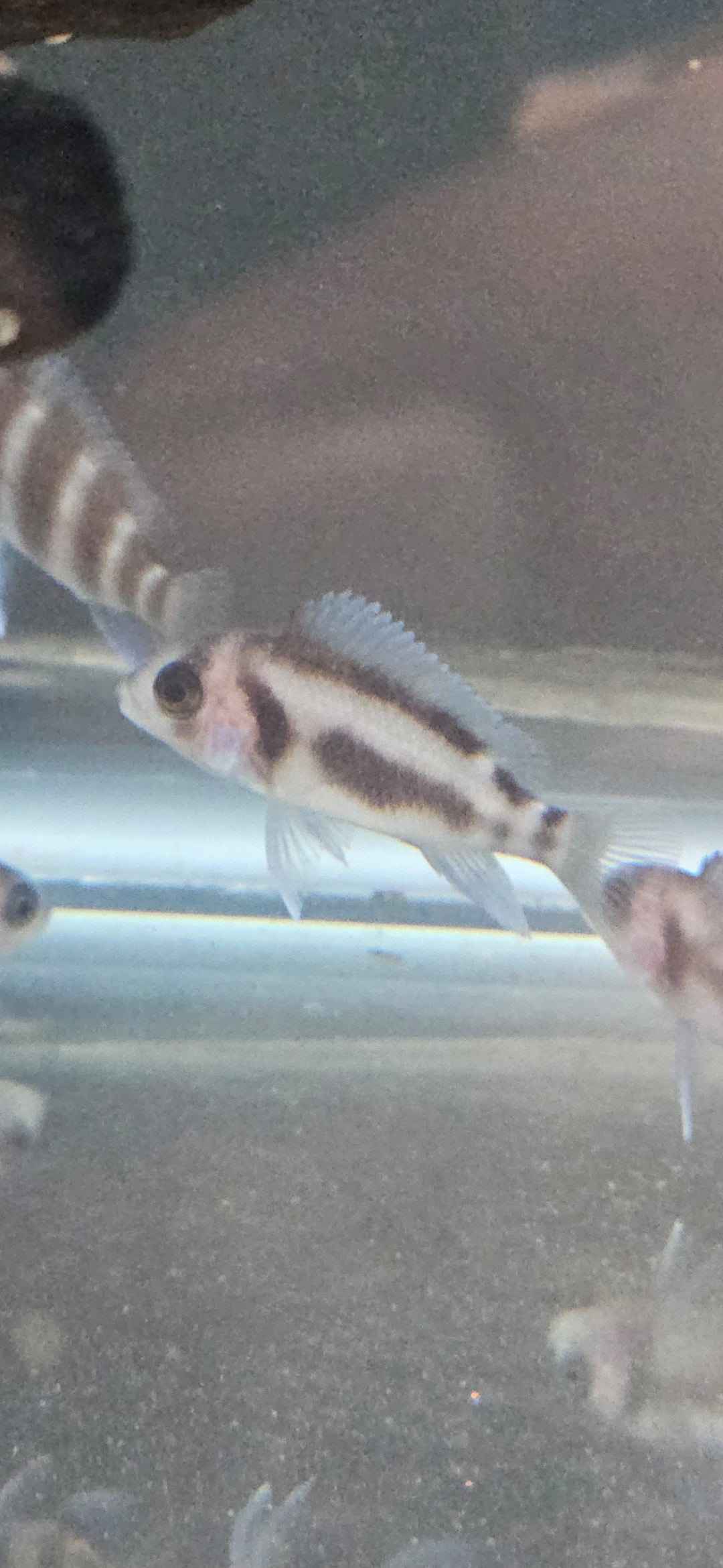 Frontoza "Black Widow"