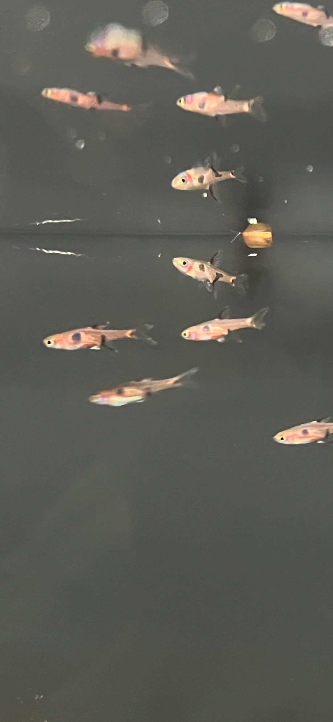 Strawberry Rasbora
