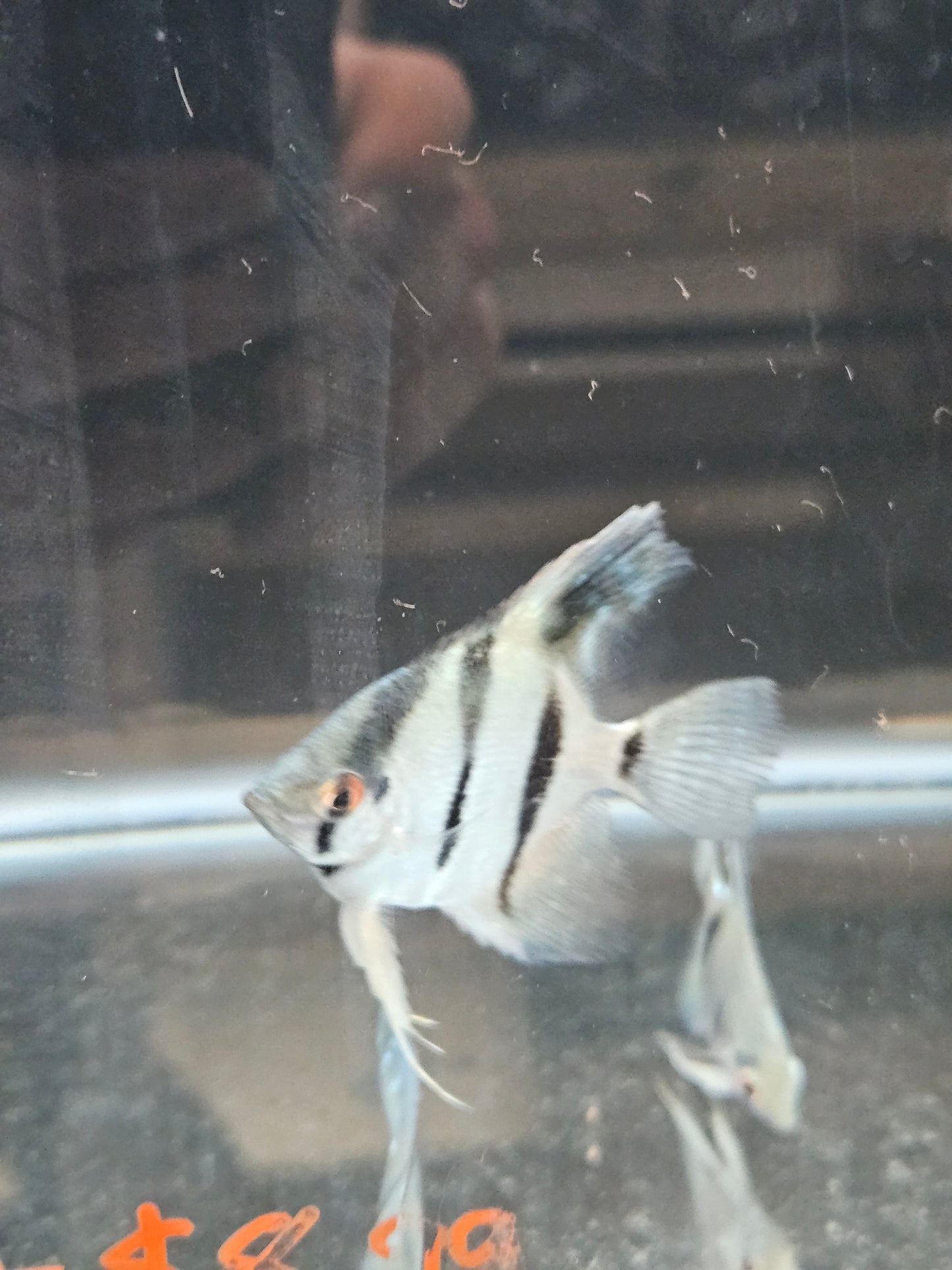 Angel Fish (Assorted) 1-3 inch