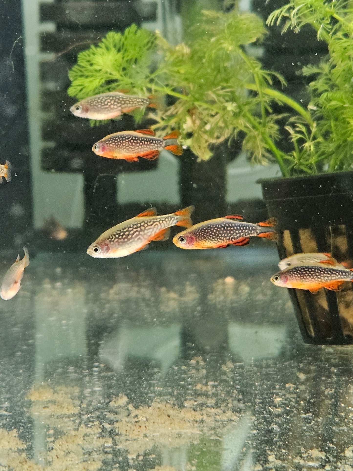 Galaxy Rasbora / Celestial Pearl Danio