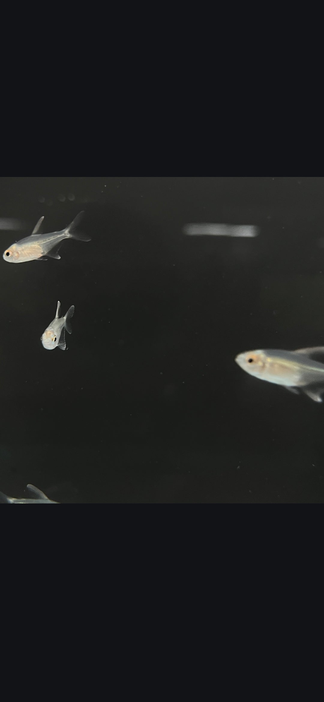 Diamond Tetra