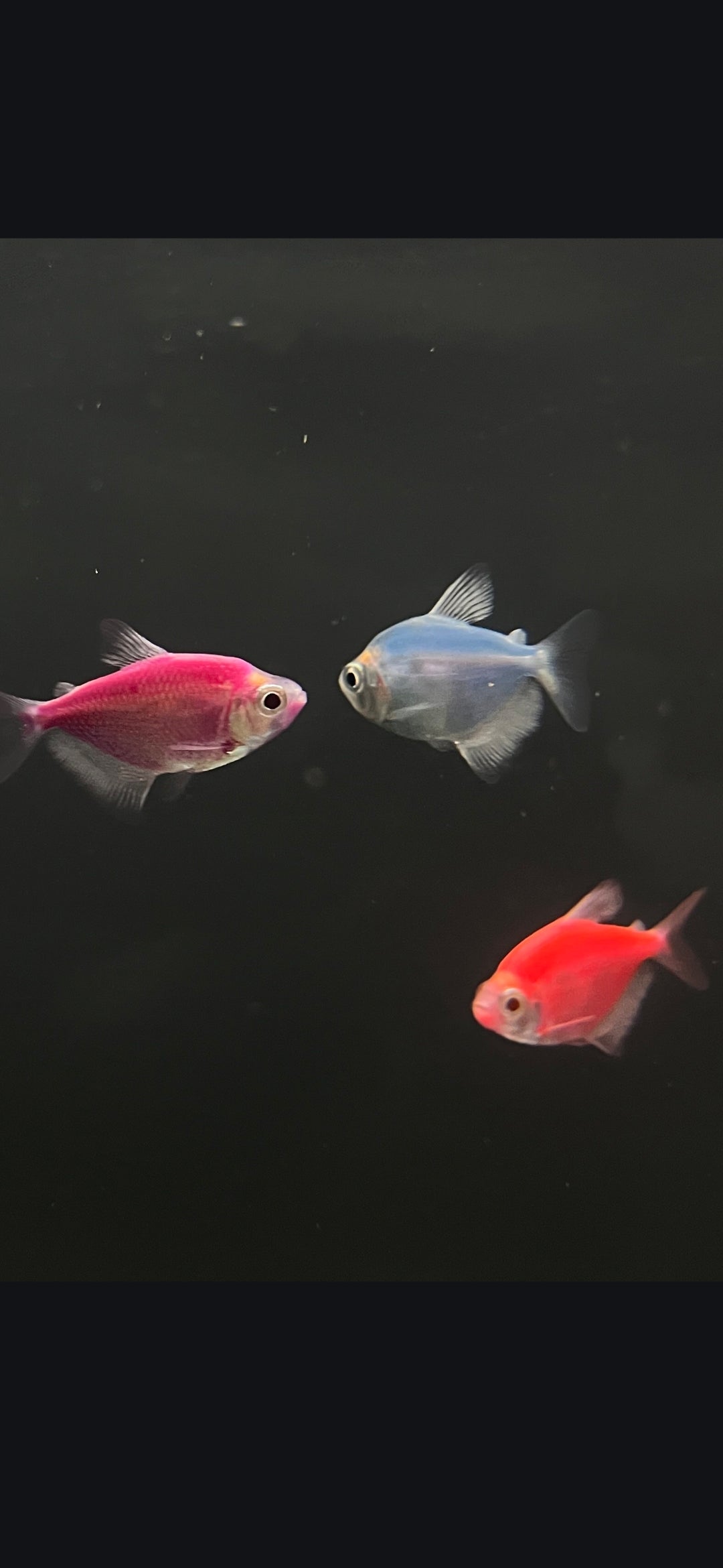 Glowfish
