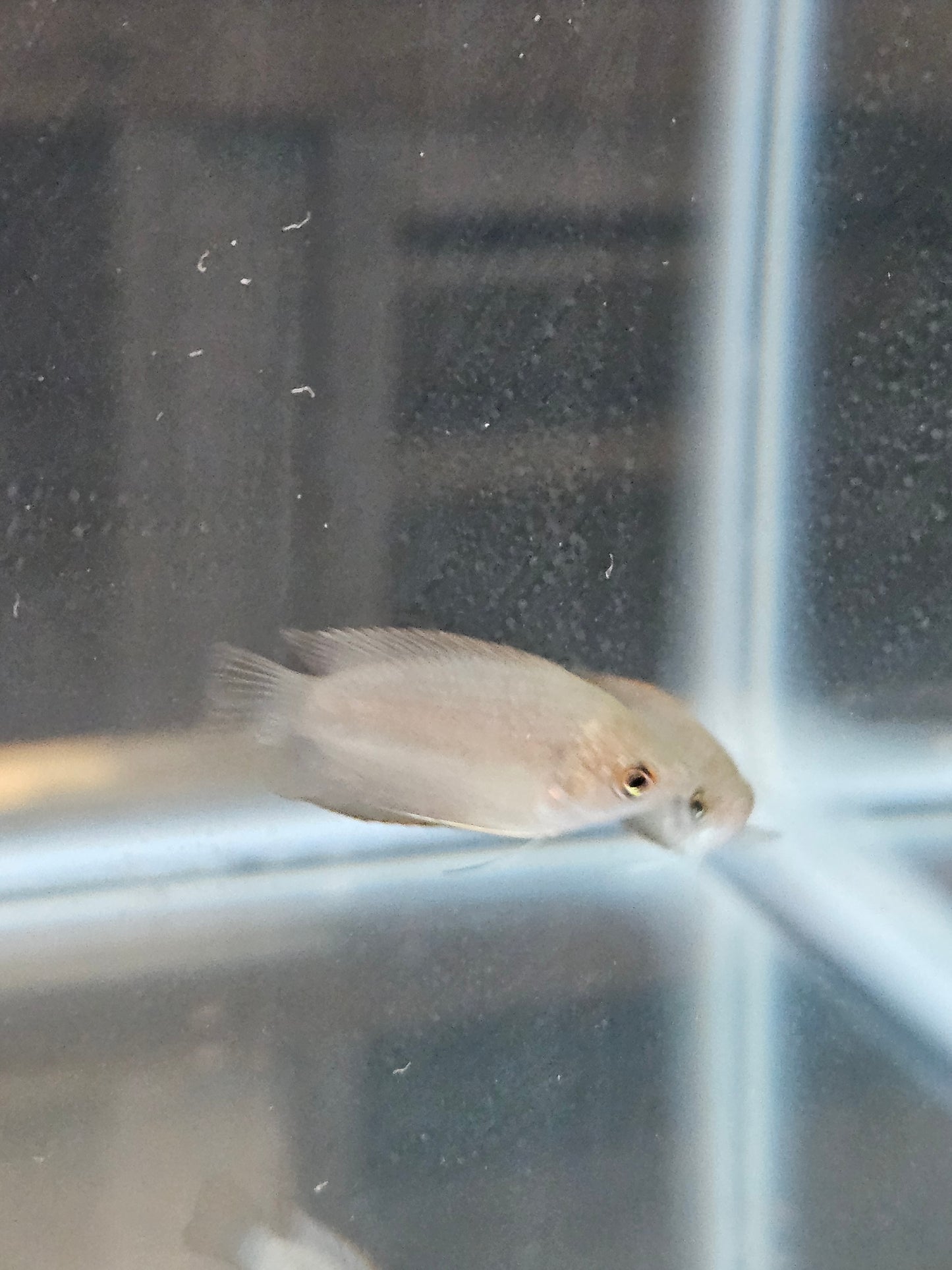 Honey Gourami
