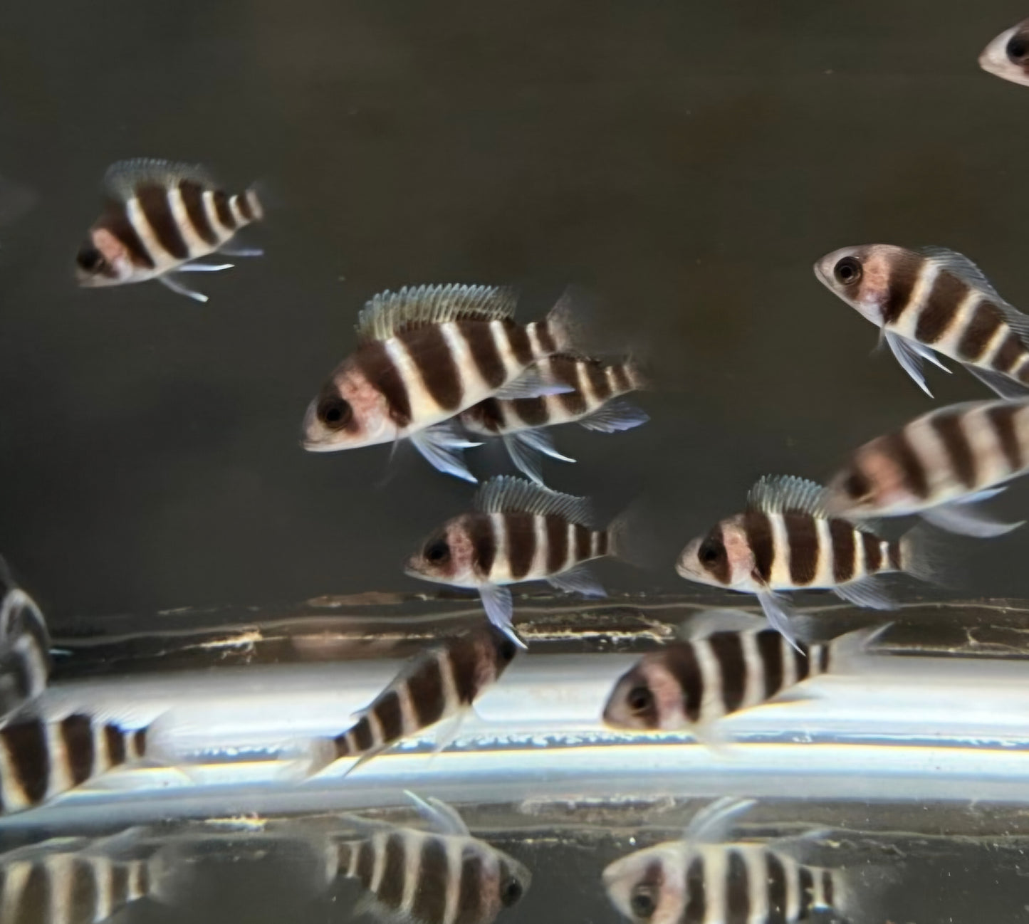 Frontosa "Burundi"