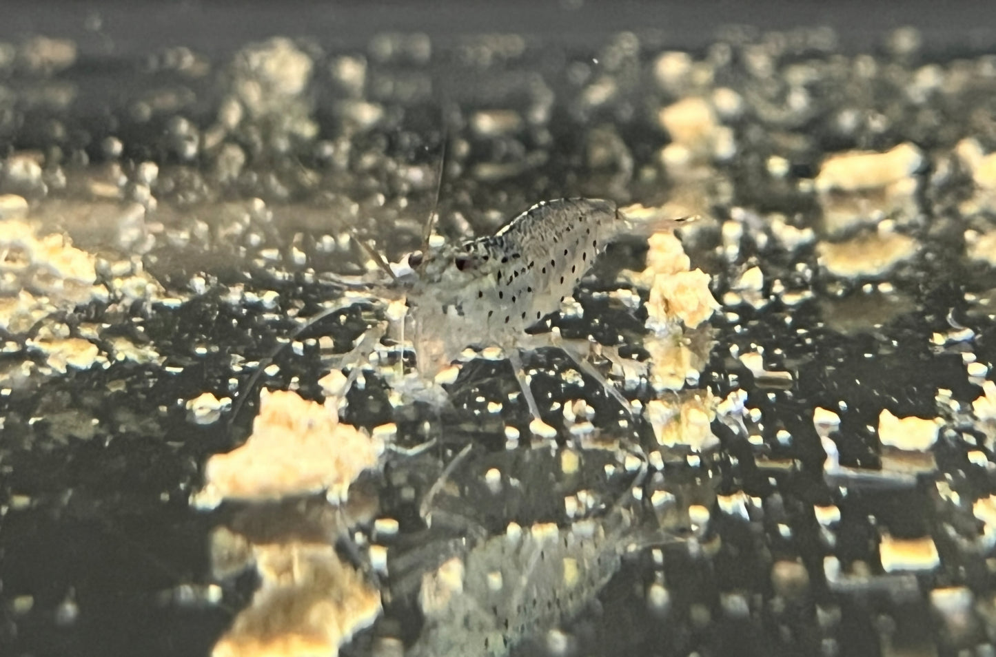 Amano Shrimp