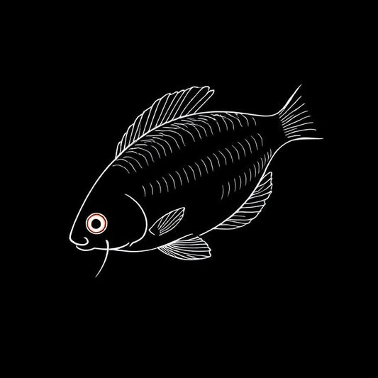 Liquorice Gourami