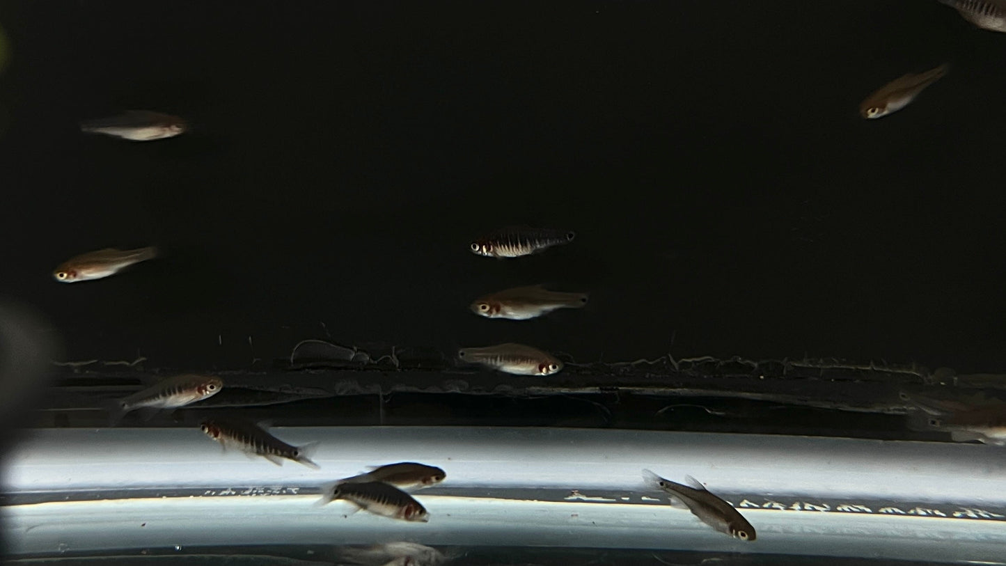 Emerald Dwarf Rasbora