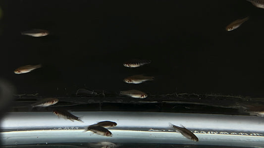 Emerald Dwarf Rasbora