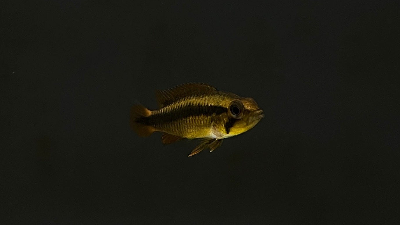 Apistogramma Agasazzi "Triple Red"