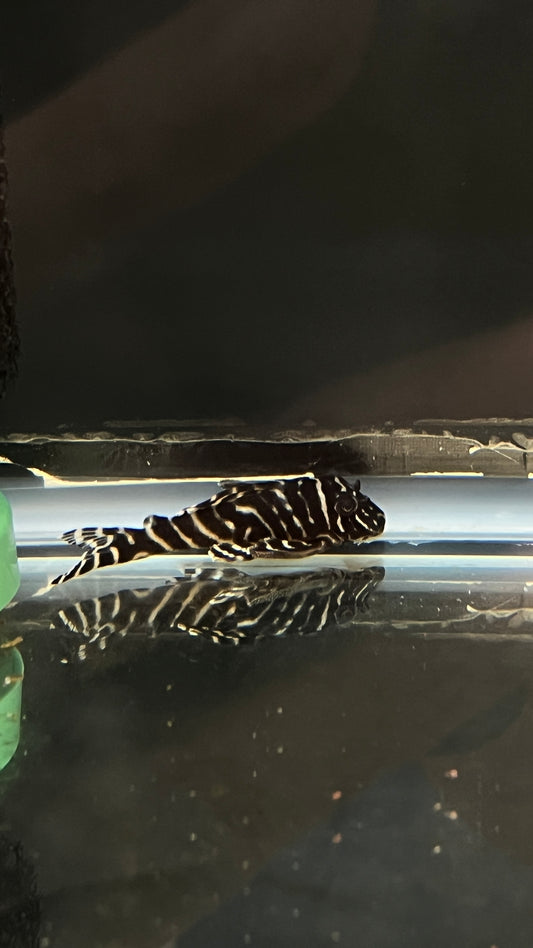 L333 King tiger (Hypancistrus)
