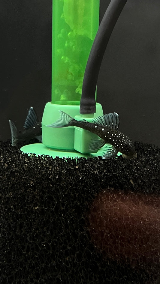 L128 Blue Phantom Pleco