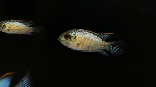Electric Blue Acara
