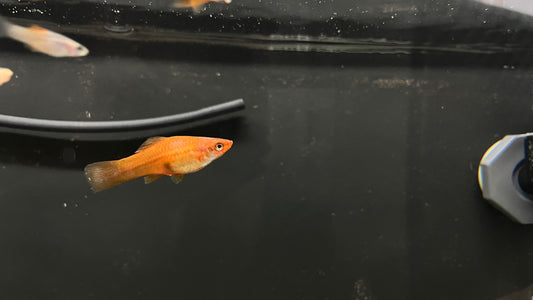 Swordtail (Assorted)