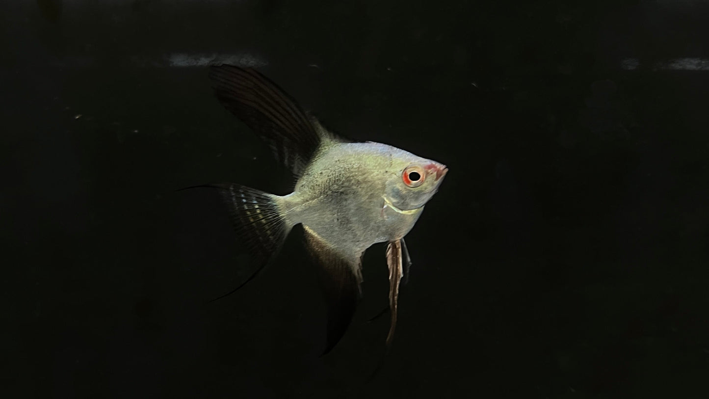 Bulgarian Sealpoint Angelfish