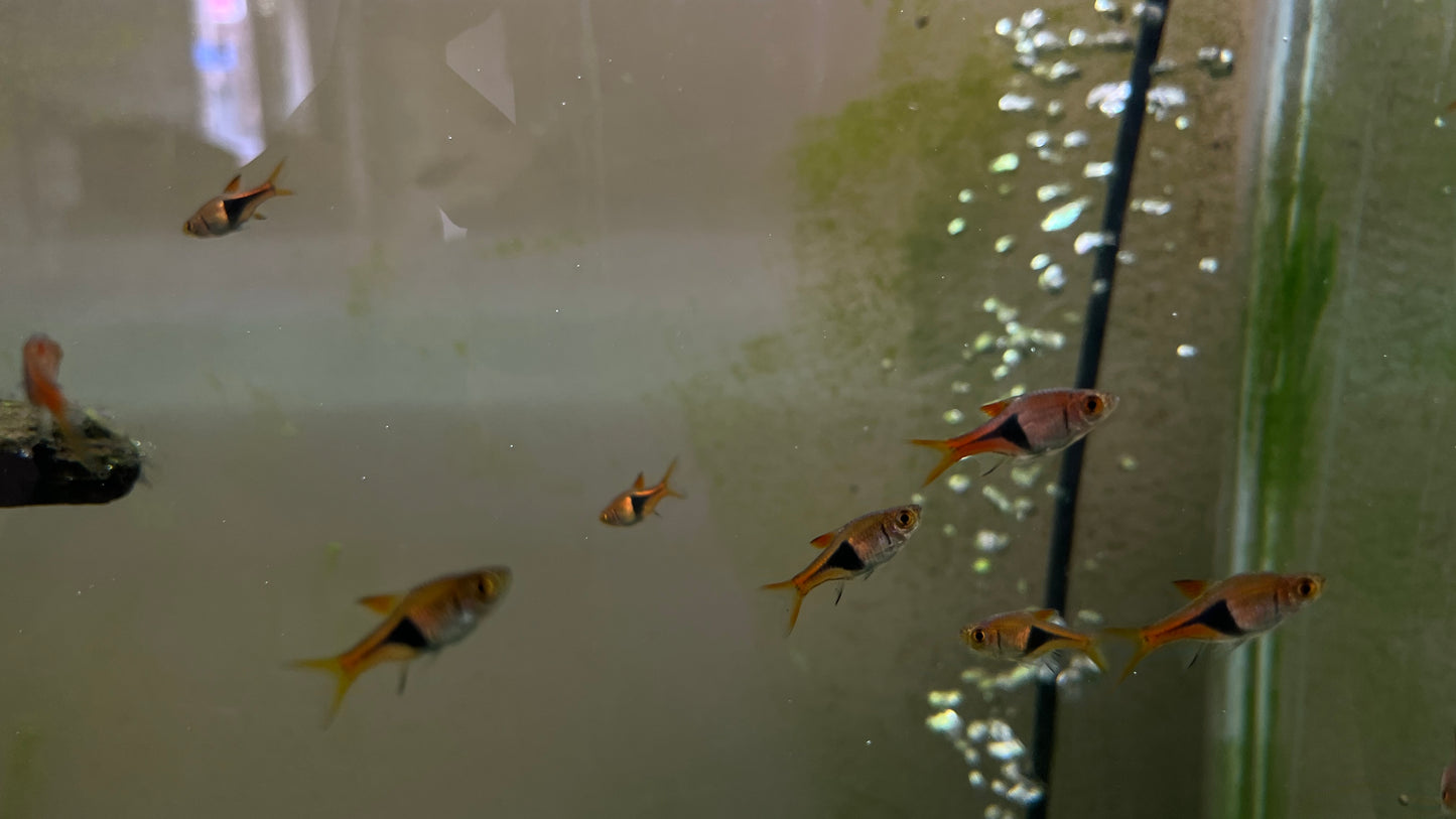 Harlequin Rasbora