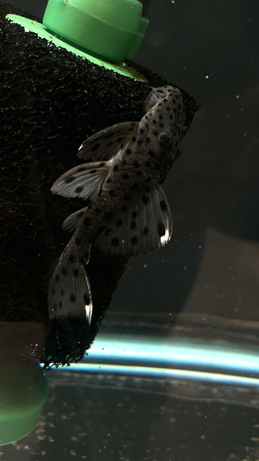 L264 Sultan Pleco