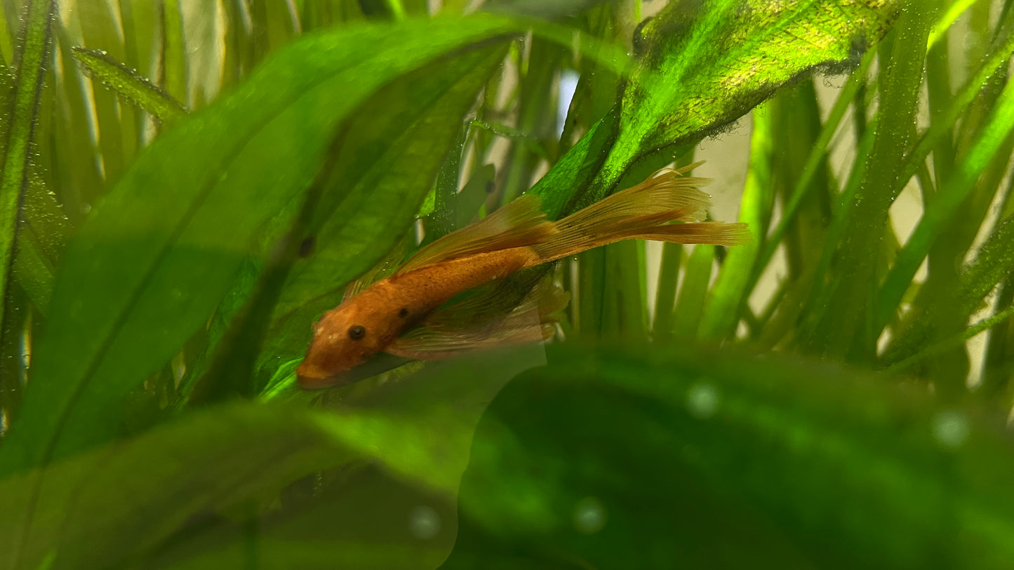 Super red longfin bristlenose pleco