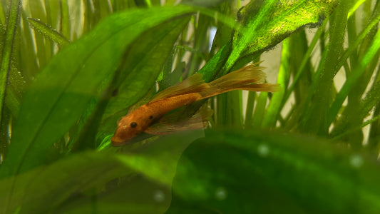 Super red longfin bristlenose pleco