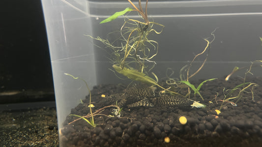 Bristle nose pleco "longfin"