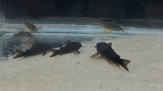 Black Venezuelan Corydora