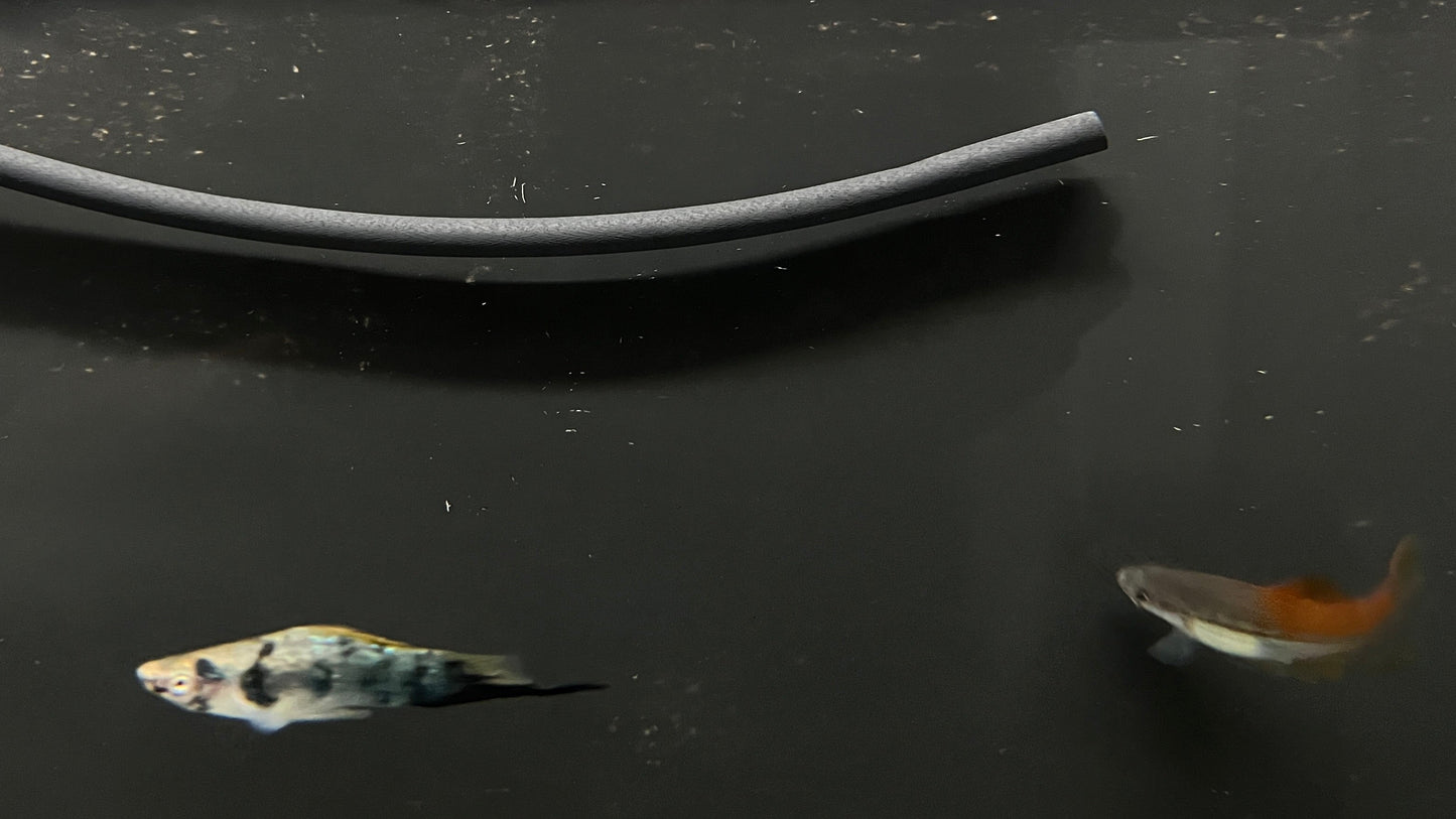 Swordtail (Assorted)