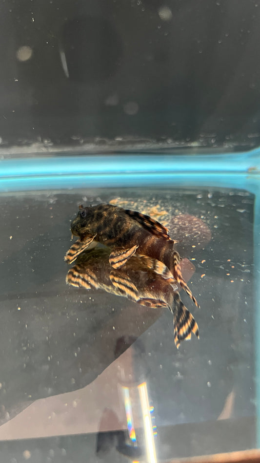 L397 Red tiger pleco