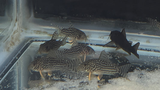 Sterbai Corydora