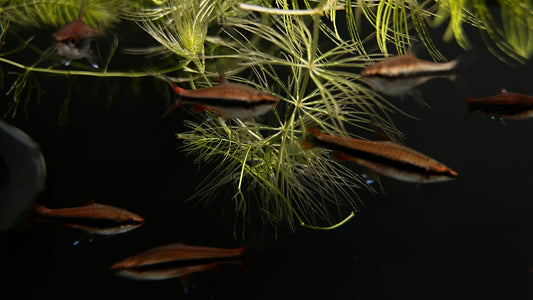 Red Beckford's Pencilfish
