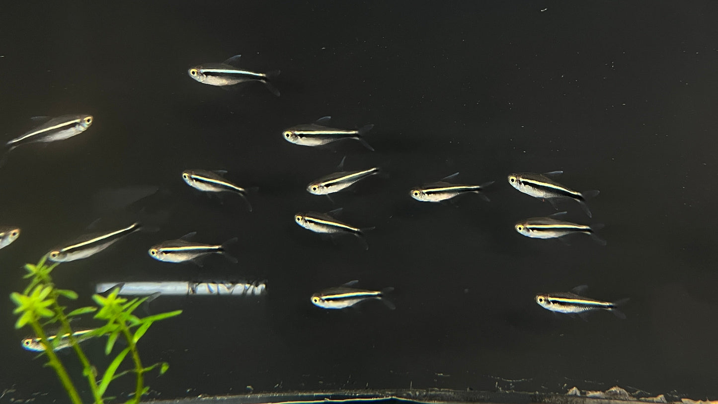 Black Neon Tetra