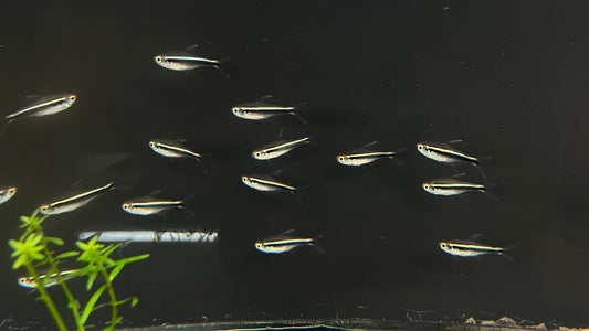 Black Neon Tetra