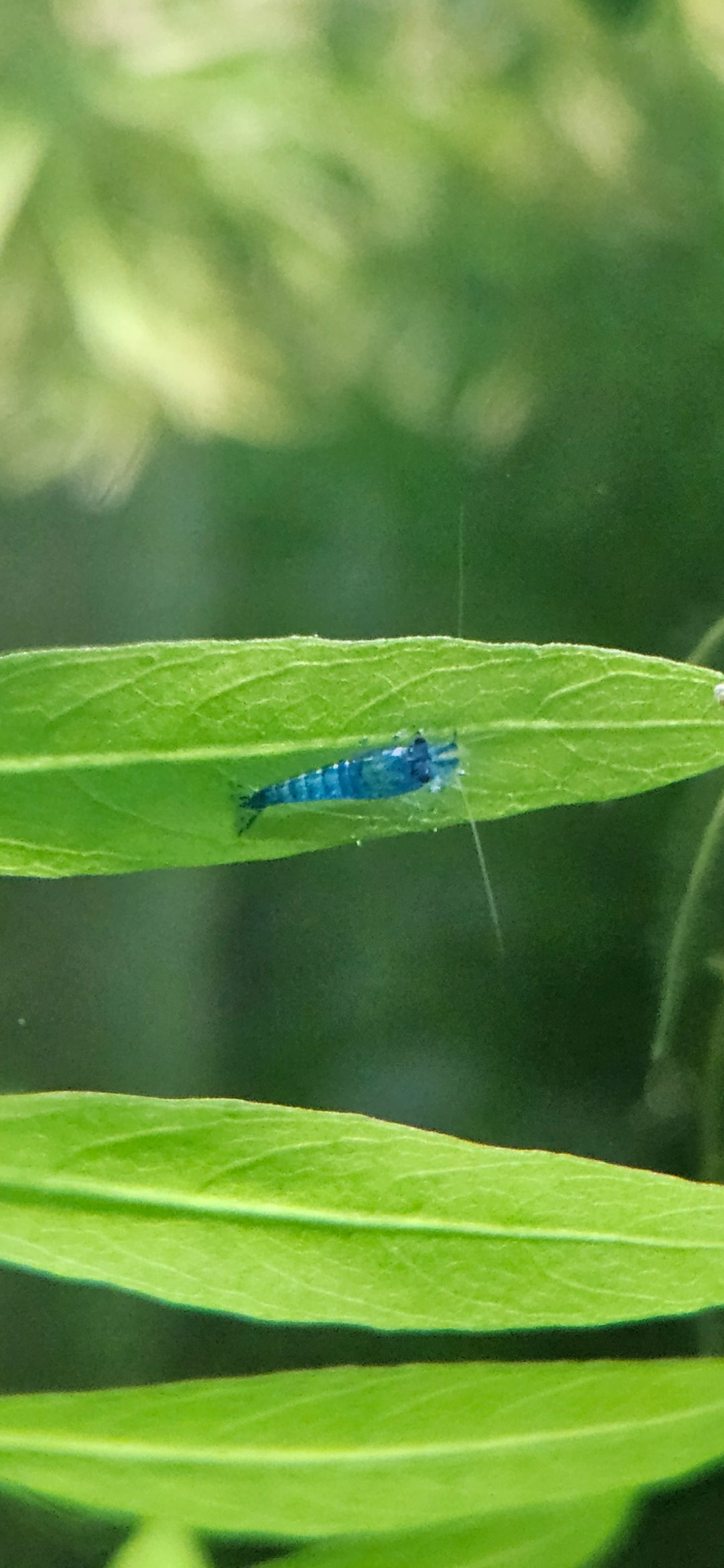 Blue Velvet Neocaridina Shrimp