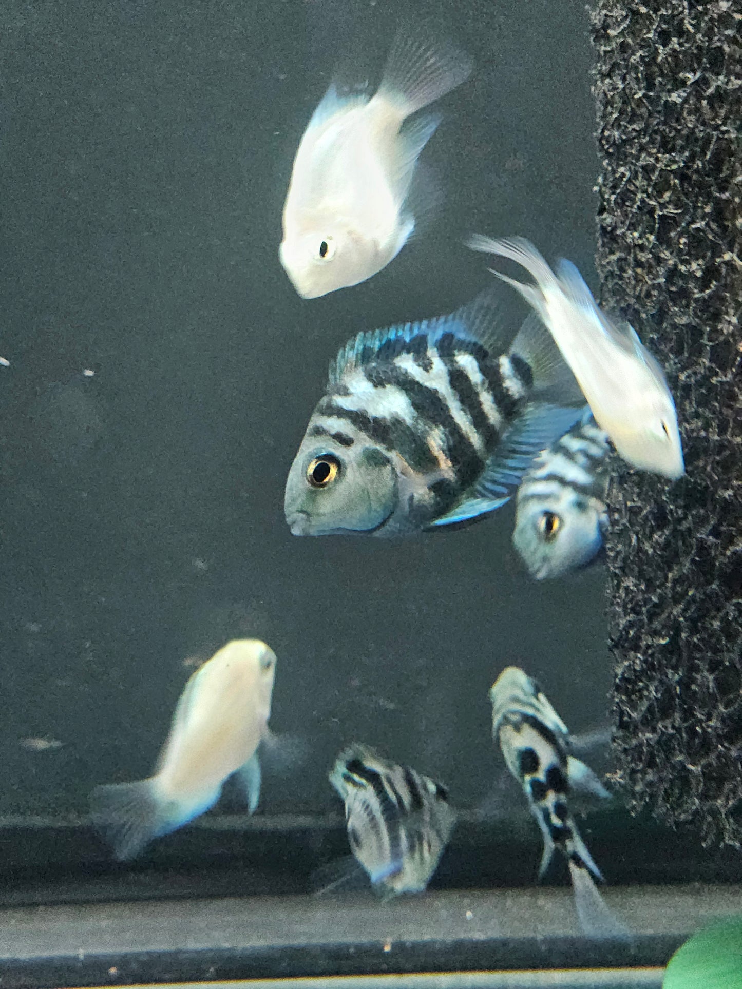 Polar Blue Parrot Cichlid