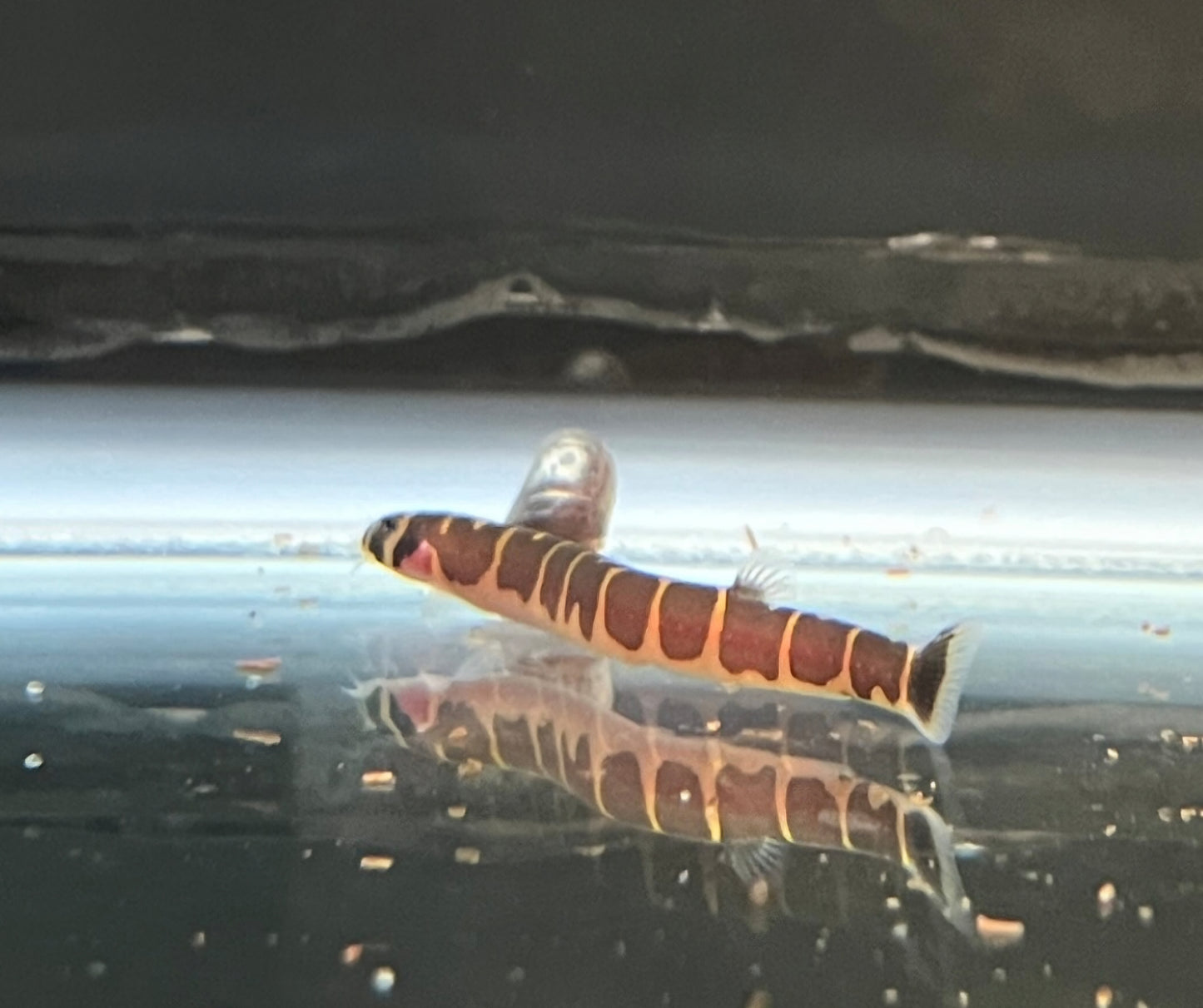 Kuhli Loach