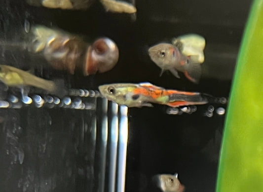 Male Endler (Assorted)