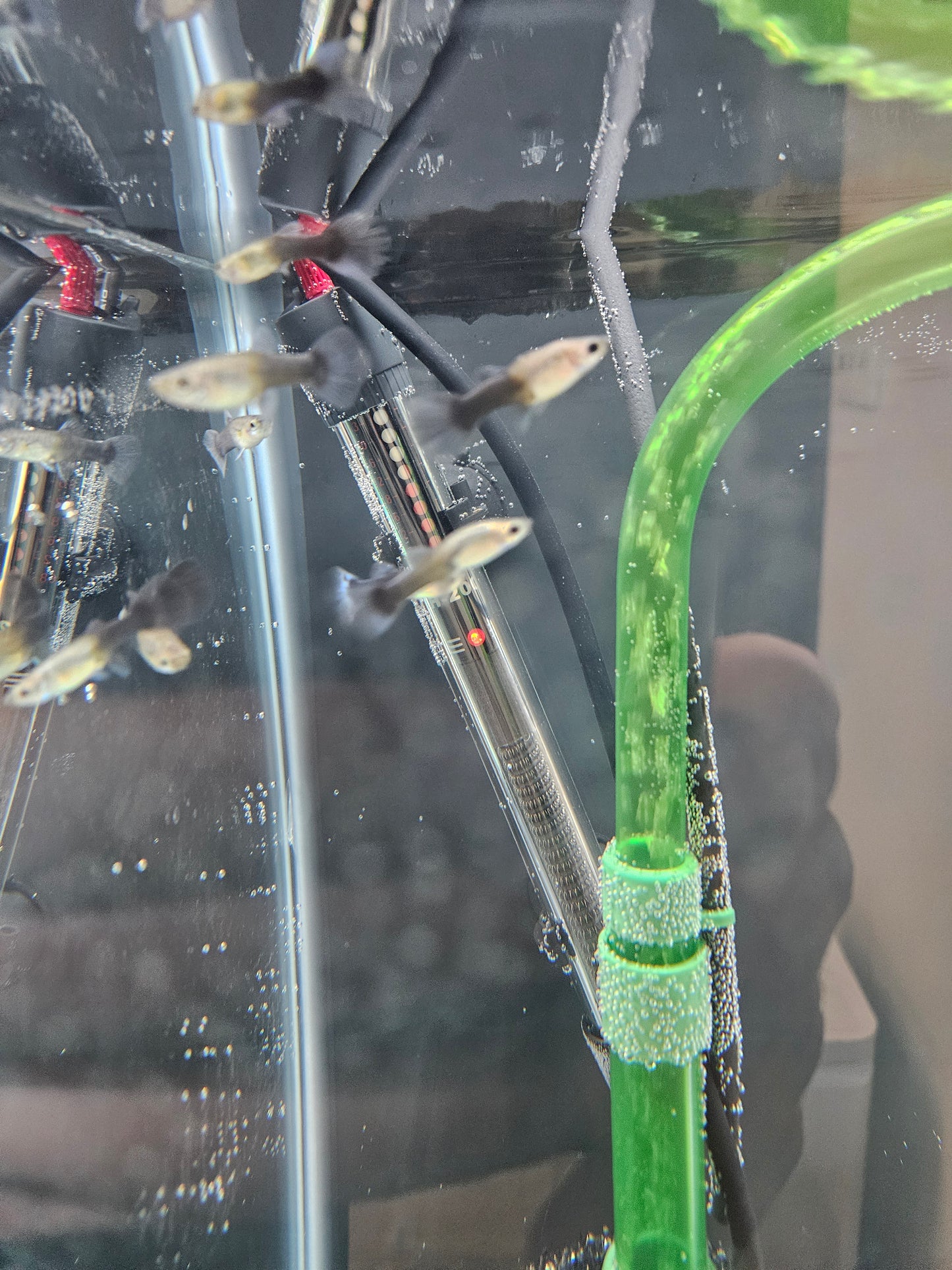 Female Guppy (Assorted)