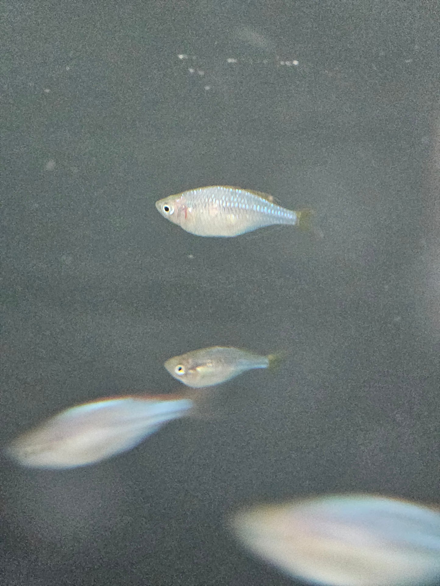 Dwarf Praecox Rainbow