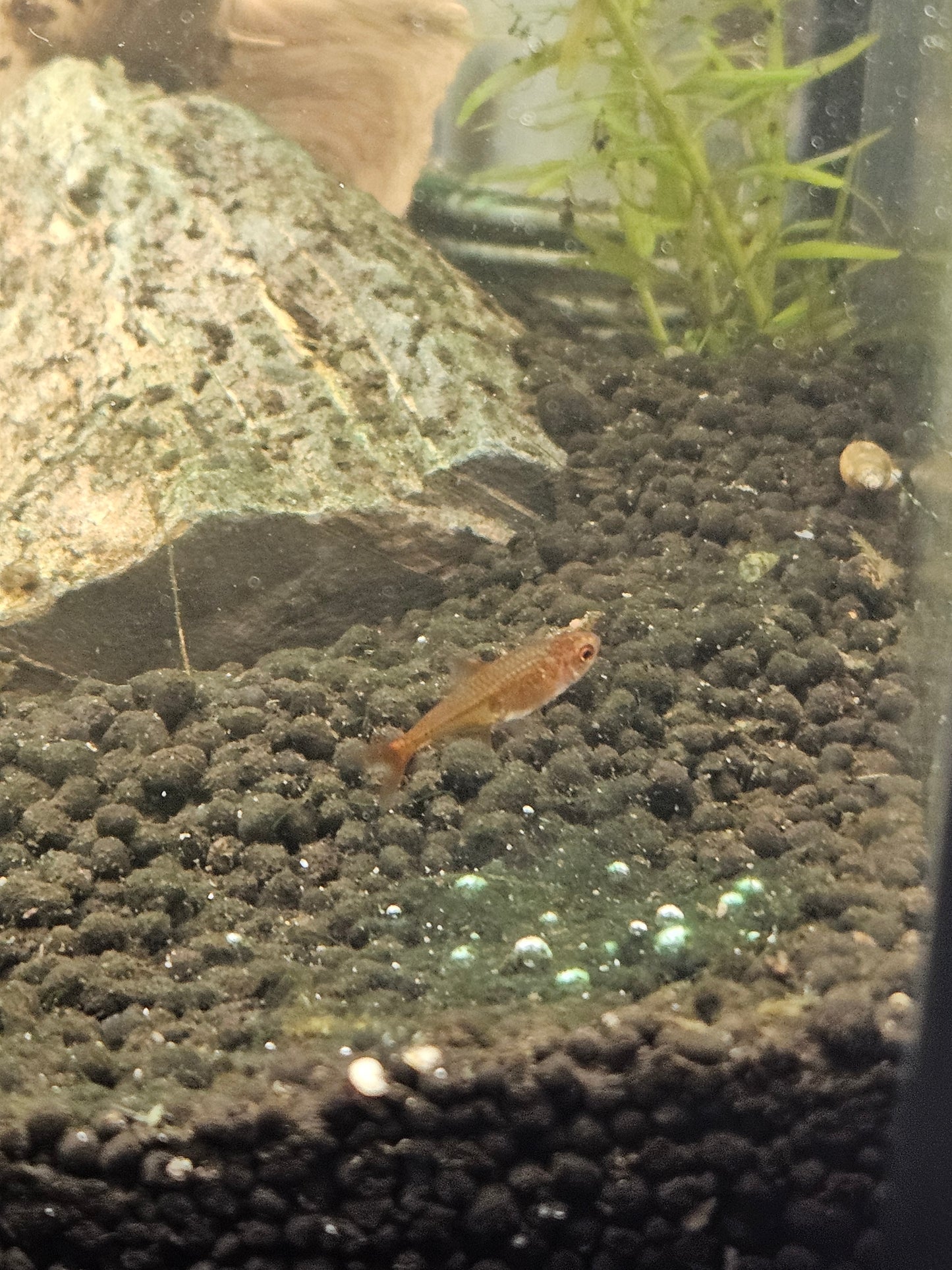 Ember Tera