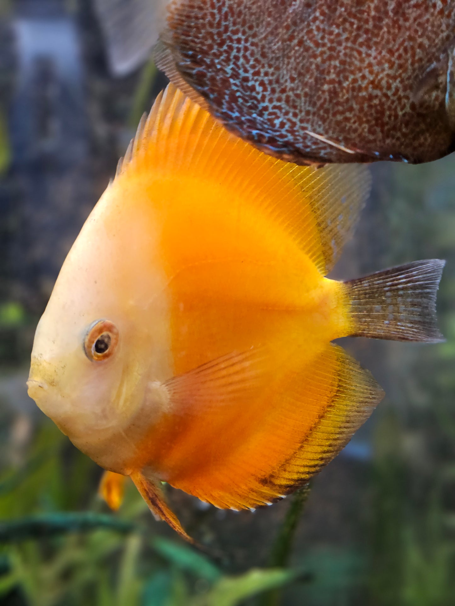Assorted Discus